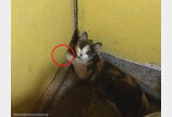 '벽에서 냥 젤리가 불쑥!'..집사의 셀프 인테리어 방해하는 고양이