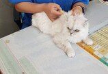 대전시, 11일부터 고양이 동물등록 시범사업