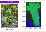 포도 한 송이는 몇 알일까…스마트폰으로 알 수 있다
