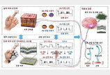 KAIST, 인간 신경신호 모사한 ‘인공 감각 시스템’ 개발