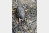 포항 호미곶 바닷가서 푸른바다 거북 사체 발견