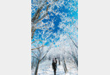 사박사박 雪雪 걸어 눈꽃나라… 하얀 가지에 새해 희망 걸어둘까 