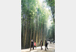 봄 기운 가득한 대나무 숲길 걷기