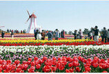 튤립축제 취소에도 임자도, 관광객 북적…4월 한달 10만명 찾아