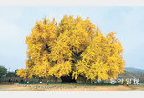 황금빛 절정 치닫는 ‘가을의 전설’… 천년을 더 청춘으로 살아가려나[전승훈 기자의 아트로드]