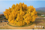 ‘가을의 전설’… 황금빛 단풍 잎비를 내리는 천년고목 은행나무  [전승훈 기자의 아트로드]