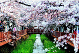 국내 대표 벚꽃축제 4년 만에 열린다