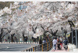 “올해는 마스크 벗고 봄 나들이 가요”… 전국 봄꽃 축제 일정 나왔다