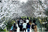 4년만의 노 마스크… 봄꽃 축제 즐겨요