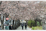 “노마스크 봄 나들이 어디 갈까?”…서울시 ‘아름다운 봄 꽃길 171선’