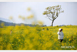 벚꽃가고 유채·청보리·튤립 왔다…전국이 꽃축제