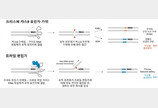“맞춤형 유전자치료제 나올까”…韓 연구진, 차세대 유전자 가위 AI로 설계