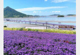 “전국 보라돌이 모여라” 퍼플섬에 보랏빛 향기가 폴폴
