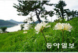 여름의 끝자락, 순백으로 피어나는 상사화[전승훈의 아트로드]