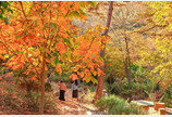 가을 감성 여행 구례수목원 어때요…형형색색 단풍 ‘일품’