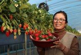 ‘효자’ 산청딸기로 1300억 원 매출 달성