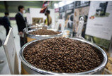치솟는 커피 원두 가격, 커피 값 상승세 부채질…업계 “버티기 어려워”