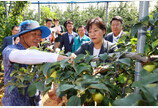 사과랑 배 가격 하락…9월엔 가격 뚜렷한 안정세 전망