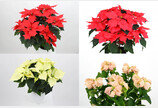 ‘연말 분위기 물씬’ 크리스마스 꽃 포인세티아 성장세 지속