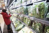 무 77%↑배추 59%↑감귤 12%↑…설 앞두고 밥상에 떨어진 ‘눈폭탄’