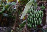 바나나, 기후 위기 직격탄…“세계 최고 인기 과일 죽여”