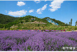 동해 무릉별유천지 라벤더축제 14일 개막