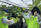 [현장]정성 스며든 장마철 포도밭… 취약 농가에 500명 손길