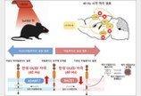 “빛으로 기억 살려”…국내연구진, 광자극으로 알츠하이머 개선 효과 확인