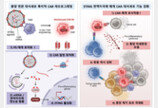 종양 속 잠들어있는 면역세포 깨워 암 공격한다