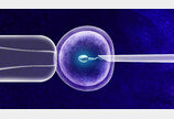 “난자 다시 젊게 만든다”…시험관 시술 판도 바꿀 연구 나와