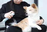 멍냥이 전용 유산균에 보습 크림… “펫팸族 잡아라” 유통가 경쟁