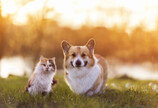 반려동물 떠나 보낸 슬픔…“혼자 앓지 말고 상담하세요”