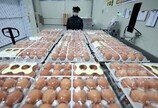 태국산 계란 투입에도 가격 ‘고점 유지’…수급 안정 변수 여전
