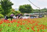 “꽃보다 노래”… 5월 황룡강엔 발라드-트로트가 흐른다