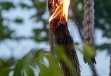 밤하늘 가득 수놓는 ‘1만 개 불꽃’… 세종,‘낙화’로 물든다