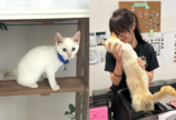 “이사 중 행방불명된 고양이”…7년 만에 날아온 이메일 덕에 찾았다
