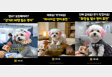  AI 캐릭터 ‘뽀삐’  맹활약 …야나두, 생성형 AI콘텐츠 SNS 누적 조회수 4,000만 회 돌파
