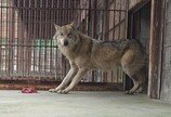 늑구 사태 재발 없도록…기후부, 공영동물원 협의체 출범
