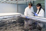 CJ제일제당, 육상양식 김 상용화 추진…사계절 공급 목표