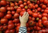 기상악화로 토마토 가격 껑충…정부 “비정형과 출하 확대”