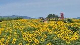  제13회 함안 강주 해바라기 축제  성료… 4만 2,500㎡ 규모 꽃밭 ‘장관’