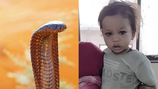 “뱀이 물자 같이 물었다”…코브라에 감긴 2살 아이 극적 생존