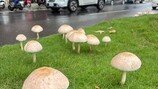 괴물폭우 그치자 도심에 대형 버섯이…대만 기현상, 정체는?