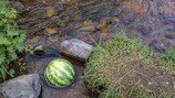 계곡물에 수박 둥둥…‘여름 낭만’ 위험할 수 있다? [알쓸톡]