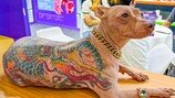 중국 박람회서 ‘용 문신 개’ 등장…현지 여론 공분