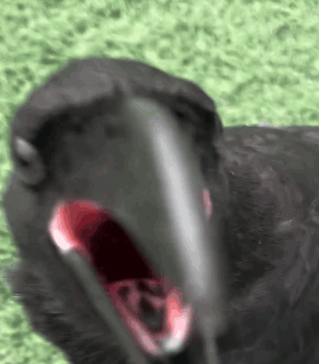 야생 까마귀 ‘까봉이’와 사람의 우정…특별한 인연 직접 들어봤다