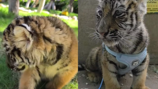 “범 무서운 줄 모르냐”…中 동물원, 새끼 호랑이 학대 논란