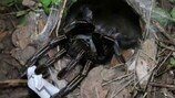 독거미가 뽑은 ‘행운 번호 873’…복권 예언 의식에 인파 몰렸다