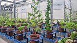 AI 접목한 방사선 육종… 기후위기에 강한 상추 정확히 선별