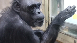 0.5초 만에 숫자 암기한 ‘천재 침팬지’ 49세로 세상 떠나